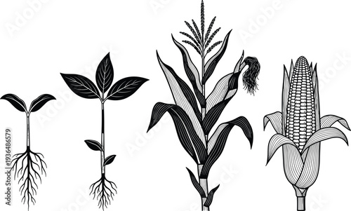 Vintage botanical illustration showing corn plant growth stages from seedling to mature maize ear, agricultural crop life cycle diagram isolated on white background