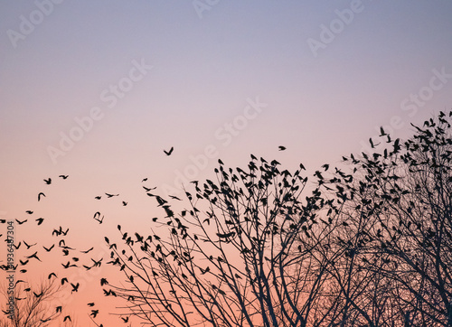 Картината върху платно Large group of crows flying to roost together in trees in evening