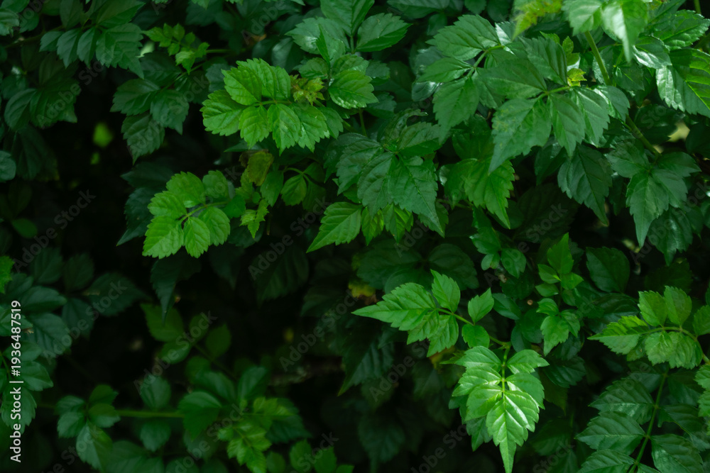 Obraz premium Lush Creeping Fig Dense Green Leaf Background