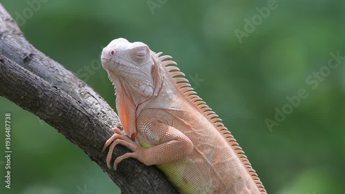 An albino iguana is on a tree trunk