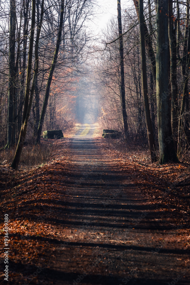 Obraz premium road through forest