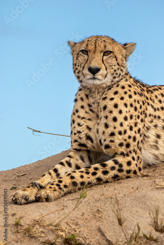 Cheetah, Acinonyx jubatus, cheetah resting on a termite mound.