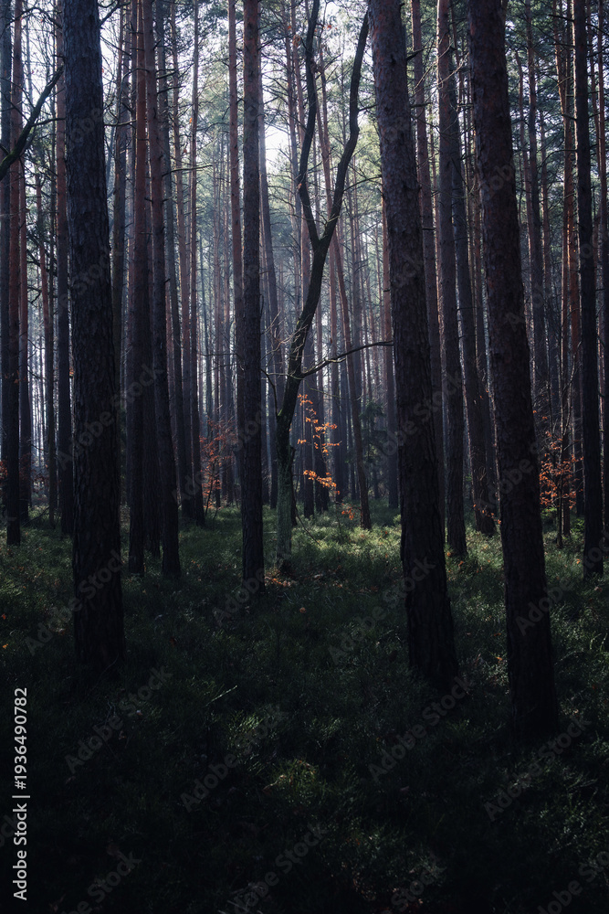 Fototapeta premium sunlight goes trough trees