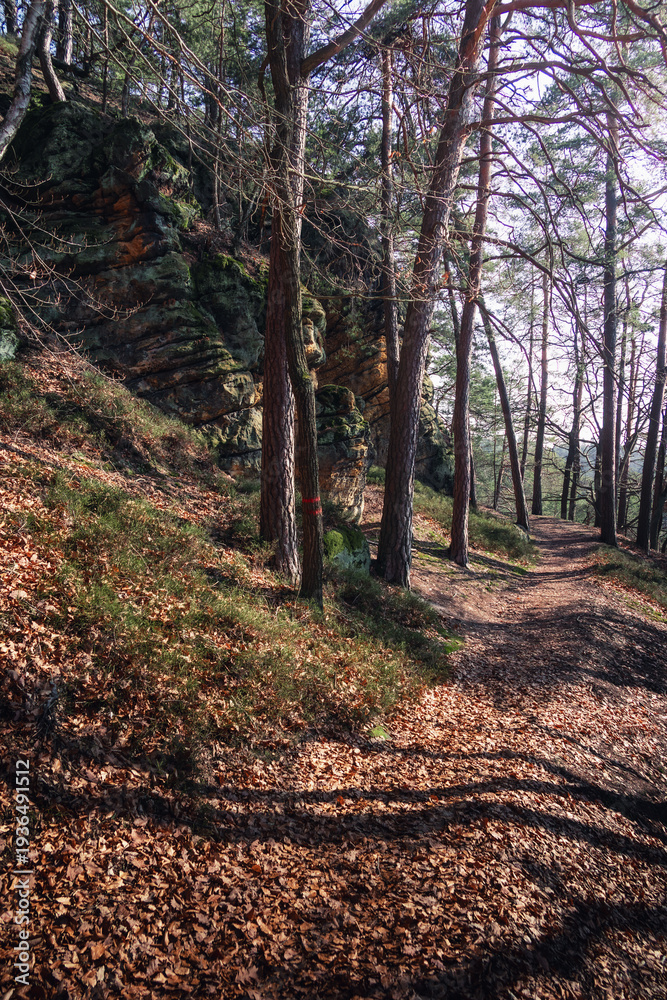 Obraz premium path in the forest