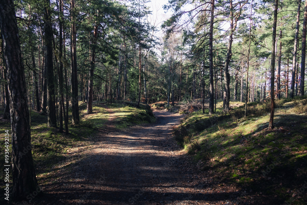 Fototapeta premium path in the woods