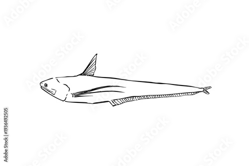Japanese grenadier anchovy (Coilia nasus) fish line art vector illustration