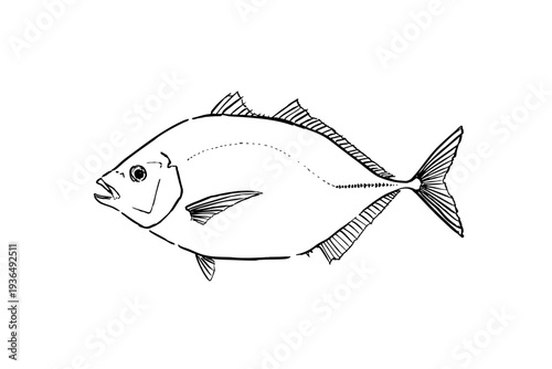 coilia nasus, japanese grenadier anchovy, etsu fish, anchovy, fish, fish illustration, fish line art, fish outline, fish vector, marine fish, river fish, estuary fish, japanese fish, seafood, aquatic 