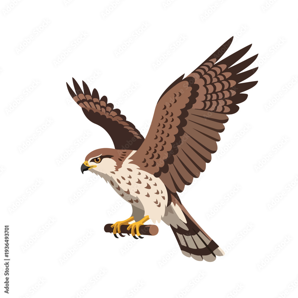 Obraz premium A brown and white hawk with outstretched wings perched on a branch against a clean white background.