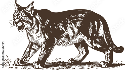 wild bobcat walking cautiously fierce feline animal, sharp eyes and claws north american predator in natural environment