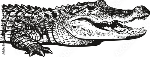Detailed hand drawn alligator illustration close up of fierce reptile profile with open mouth and textured scales