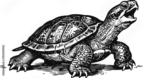 Black and white illustration of a snapping turtle with detailed shell and open mouth, animal wildlife drawing