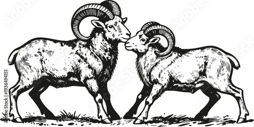Two rocky mountain bighorn sheep males facing each other with curved horns in wilderness