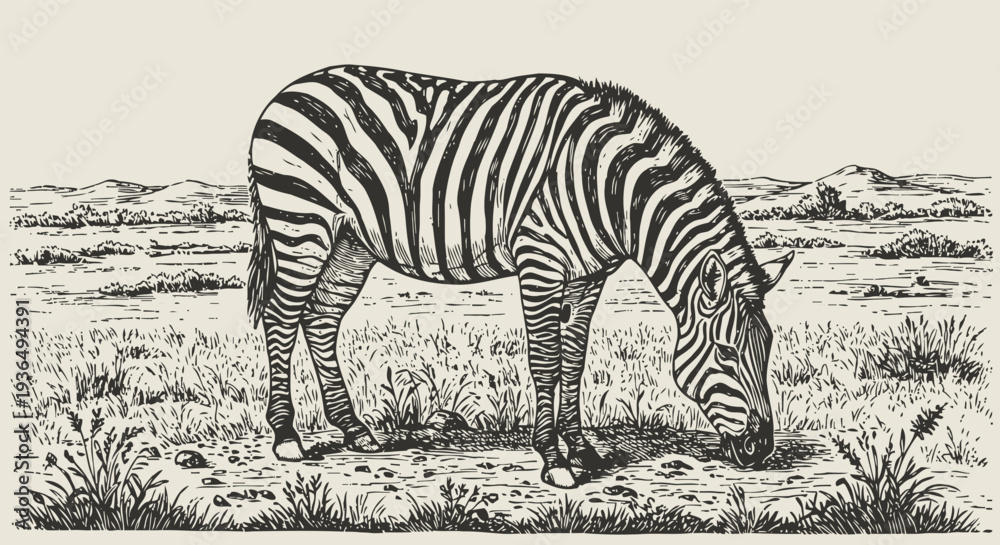 Fototapeta premium Zebra grazing in savanna landscape black and white wild animal illustration