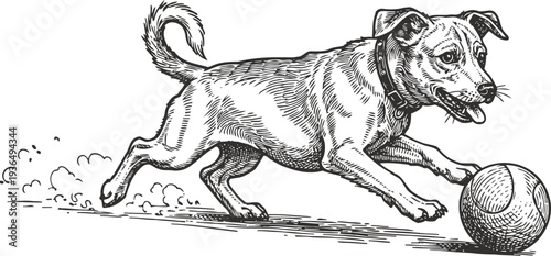 Energetic dog chasing ball outdoors, playful pet enjoying active game and fun exercise