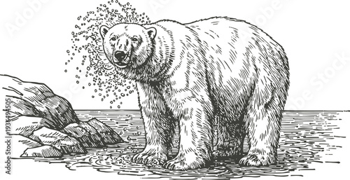 Detailed black and white illustration of a polar bear standing at the water's edge with rocky background