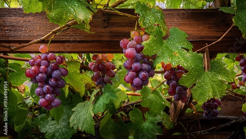 Fresh vineyard grapes ripening under leafy branches after a light rainfall.