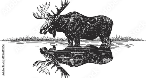 Moose standing in a river with reflection in calm water, hand drawn wildlife illustration