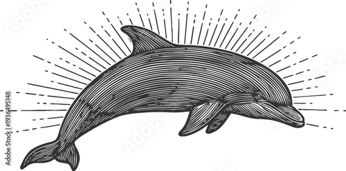 Vintage dolphin illustration with sunburst rays, marine animal drawing in black and white