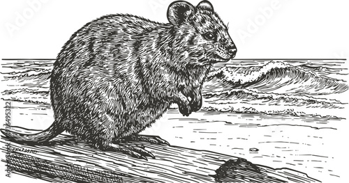 quokka perched on log near the ocean shore wildlife, marsupial, small animal, natural habitat beach scene