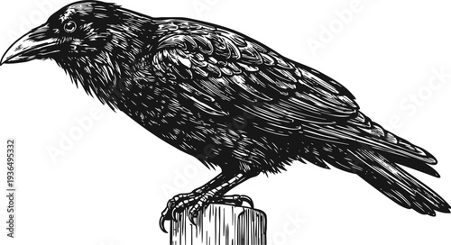 Black raven perched on wooden post detailed bird illustration with textured feathers and sharp beak