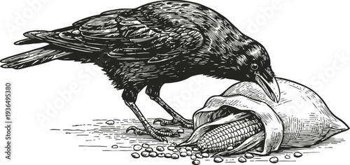 Black crow eating corn out of sack vintage engraving of raven capturing grains