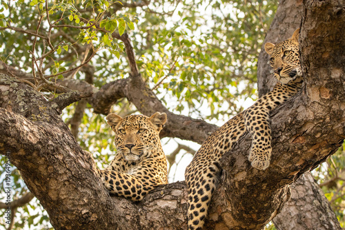 Leopard, Panthera pardus, young female leopard and cub lying in a tree.