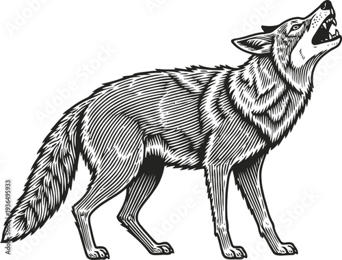 Howling wolf illustration black and white wild animal, forest predator detailed drawing