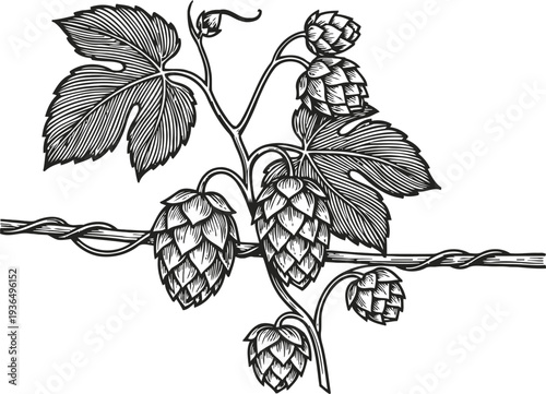 Hop vine with cones wrapped around a wire botanical illustration of hop plant with large leaves and flowers