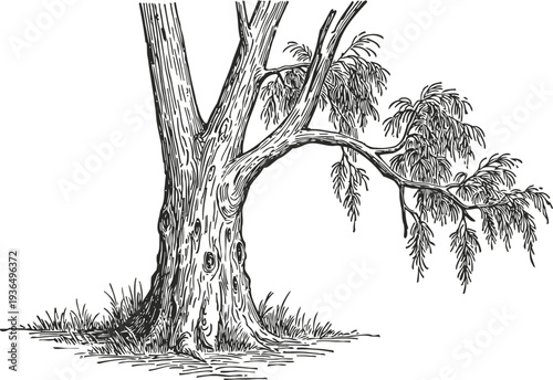 detailed black and white illustration of a mature tree with textured bark and drooping branches