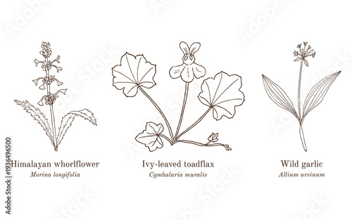 Collection of edible and medicinal plants. Hand drawn botanical vector illustration