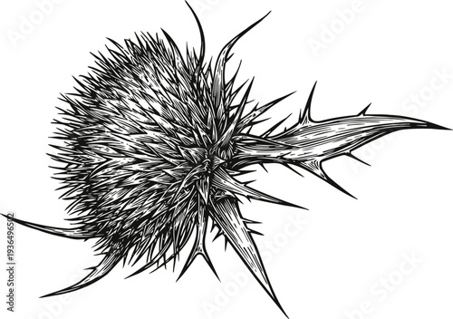 Detailed black and white illustration of a thistle flower with sharp spiny leaves and intricate textures