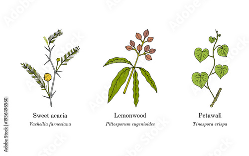 Collection of edible and medicinal plants. Hand drawn botanical vector illustration