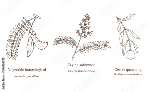 Collection of edible and medicinal plants. Hand drawn botanical vector illustration