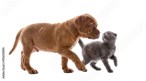 Adorable Dogue de Bordeaux puppy looking at a curious small grey kitten on a transparent background