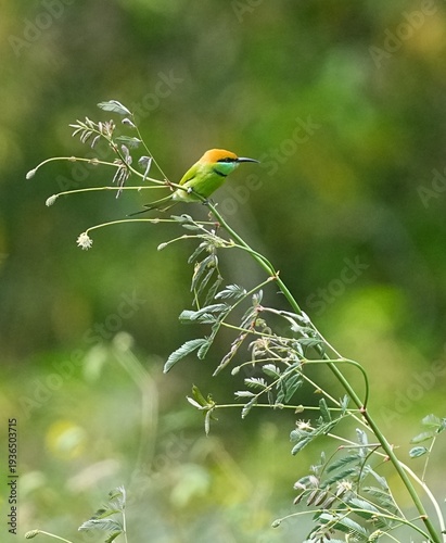 The orange-headed bee-eater lives in the wild in Thailand.