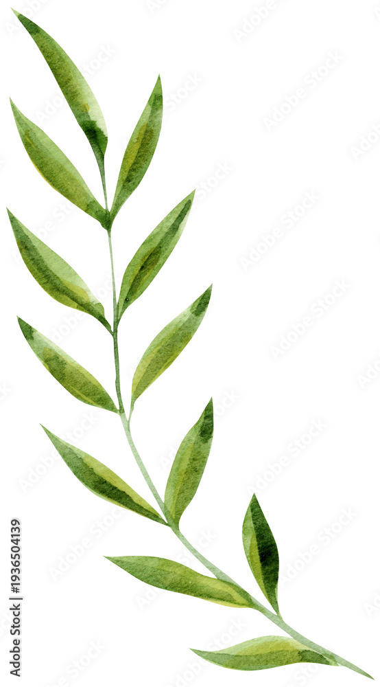 Fototapeta premium Watercolor Olive Style Leaf Branch Botanical Illustration Clipart