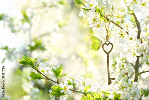 Beautiful buttrefly on key hanging on blossoming cherry tree branch close up, sunny nature backdrop. spring season background. Key, symbol of secret garden. gentle floral image. template for design.