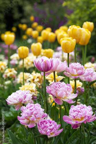 Blooming pink double tulips and yellow single tulips in a vibrant spring garden with lush green foliage