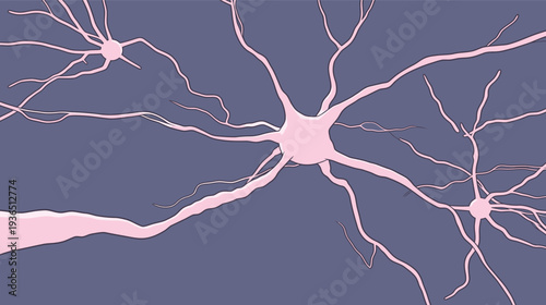 Neurons are shown connecting in a design highlighting the nervous system on a purple background at night.