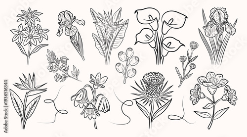 Hand Drawing Australian or African native elegant flower line art vector set, Unique design