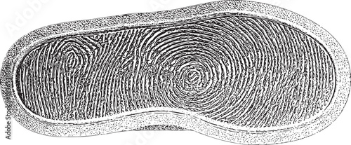 Black and white of a fingerprint pattern texture detail