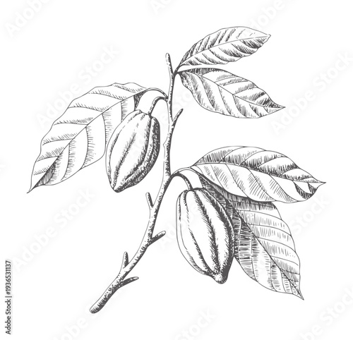 Black and white botanical of cocoa pods a branch cacao fruit