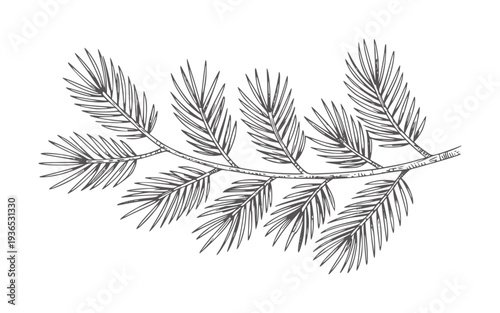Black and white line of a pine branch with needles evergreen foliage