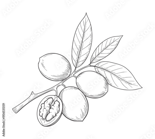Black and white line of a walnut branch with leaves and nuts