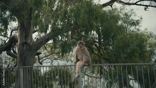 Barbary macaque monkey perched on a metal fence on the Rock of Gibraltar, surrounded by trees and natural greenery under cloudy skies.