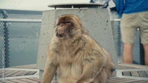 Older Barbary macaque resting near a viewing area on the Rock of Gibraltar, highlighting close encounters between wildlife and tourists.