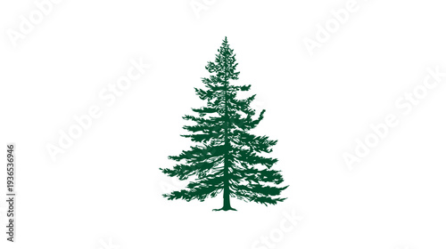 Green Conifer Tree Illustration, Evergreen Pine or Fir Tree Drawing on White Background, Nature Graphic Design Element