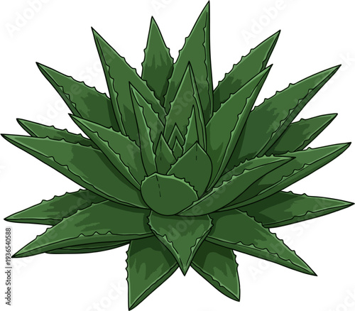 Green Succulent Rosette Top View (Agave/Aloe) Vector Illustration Isolated on White Background