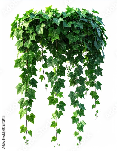 Cascading green ivy plant isolated against a white background