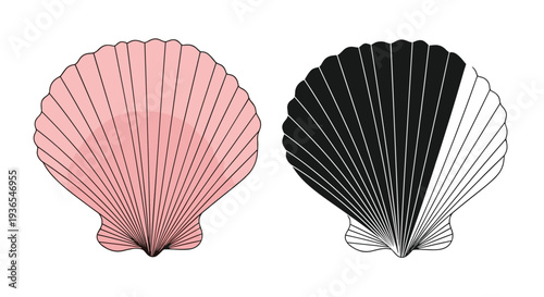Large scallop seashell illustrations featuring one in soft pink tones and another in a stark black and white high contrast design.